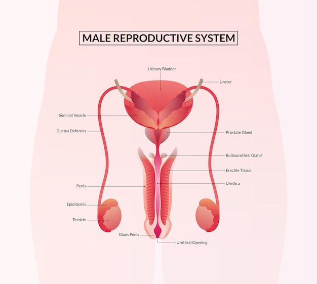 Anatomia dell'apparato riproduttivo maschile