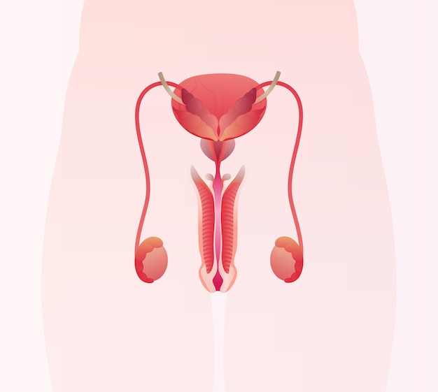 anatomy of the male reproductive system