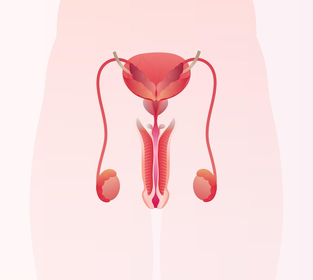 Анатомия мужской репродуктивной системы