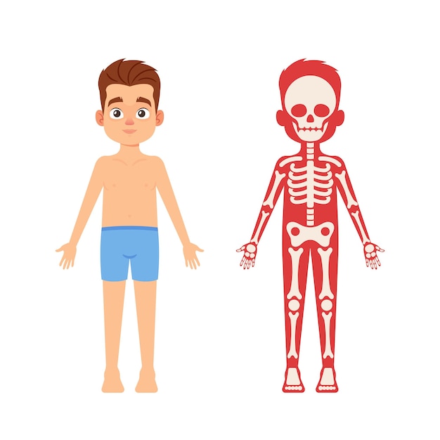 어린이 개념에 대 한 해부학 의학 과학 귀여운 소년 해골 인체 시스템 교육 해부학 인포 그래픽