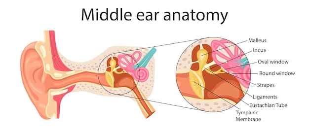 Anatomy of the middle ear Detailed illustration for educational medical biological and scientific purposes