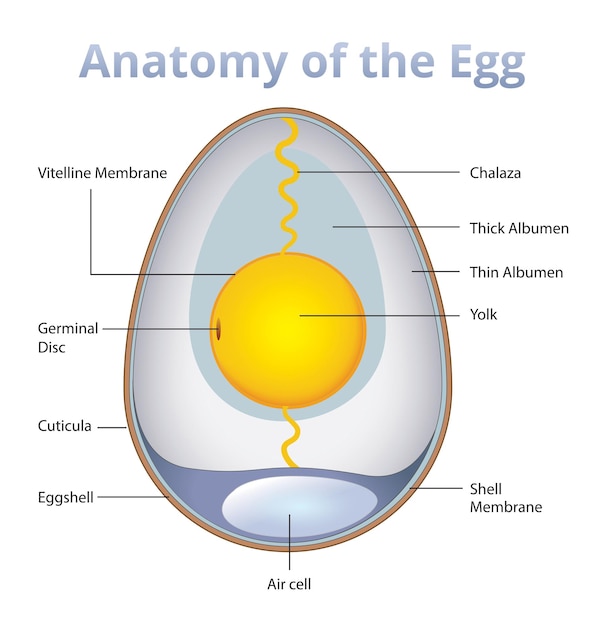Вектор Анатомия яйца, инфографика