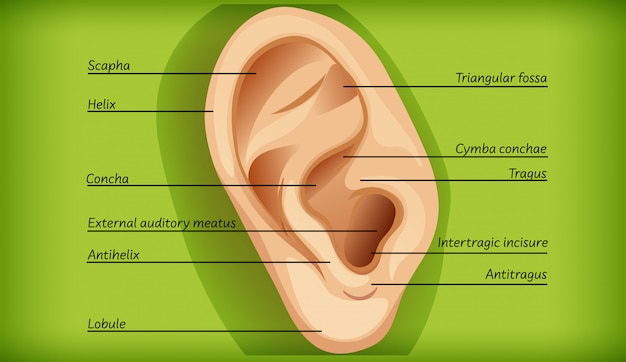 Вектор Анатомия наружного уха