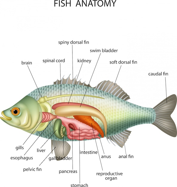 魚の解剖学