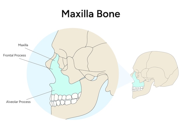 Вектор Анатомия инфографики костей верхней челюсти черепа в векторе