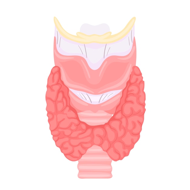 ベクトル 甲状腺と気管の解剖学。人体の臓器の解剖学のアイコン。医療の概念。