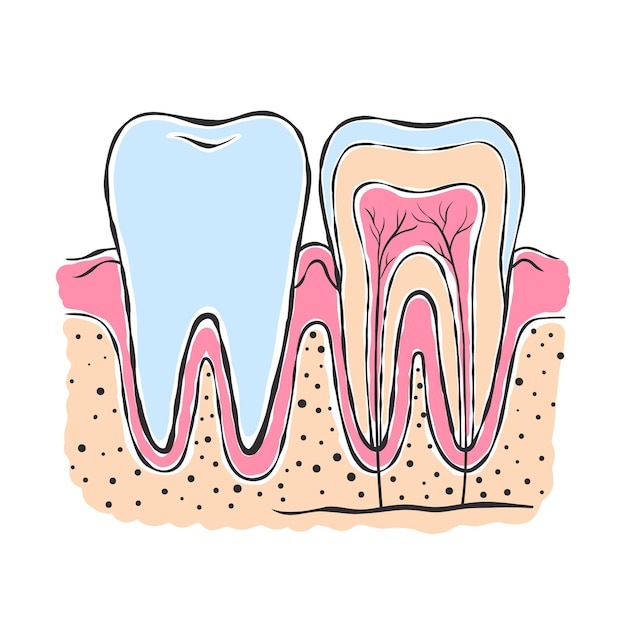 벡터 치아의 해부학 스케치 스타일 그림 치과에서 인포그래픽 터 일러스트레이션