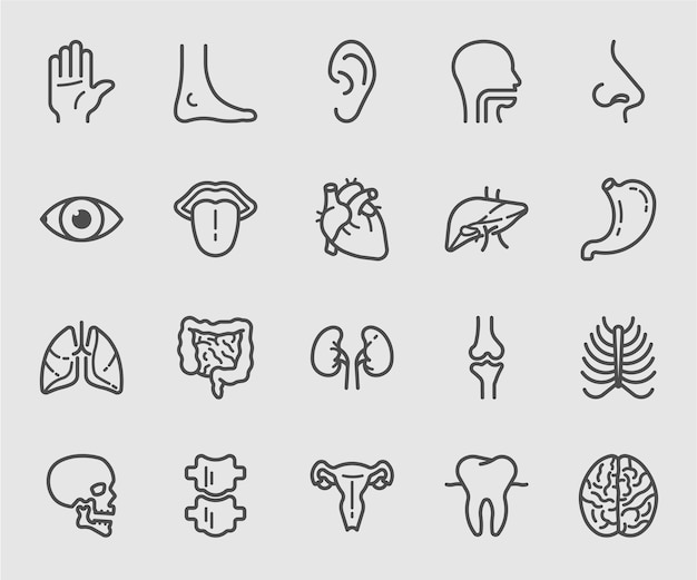 Vector anatomy and organ line icon