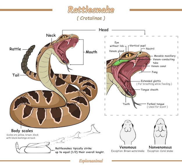 ガラガラヘビのイラストの解剖学