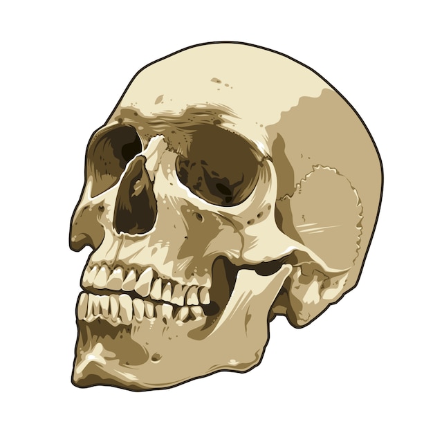 Anatomy realistic skull  art