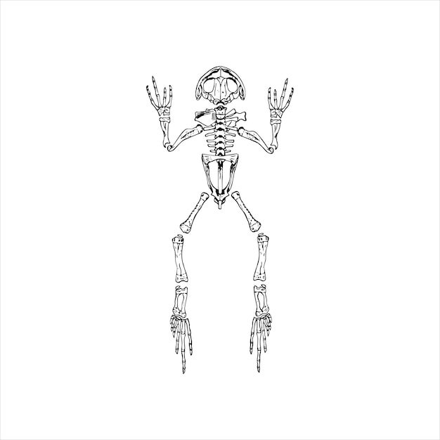 anatomy sketch of the frog skeleton, vector illustration on white background