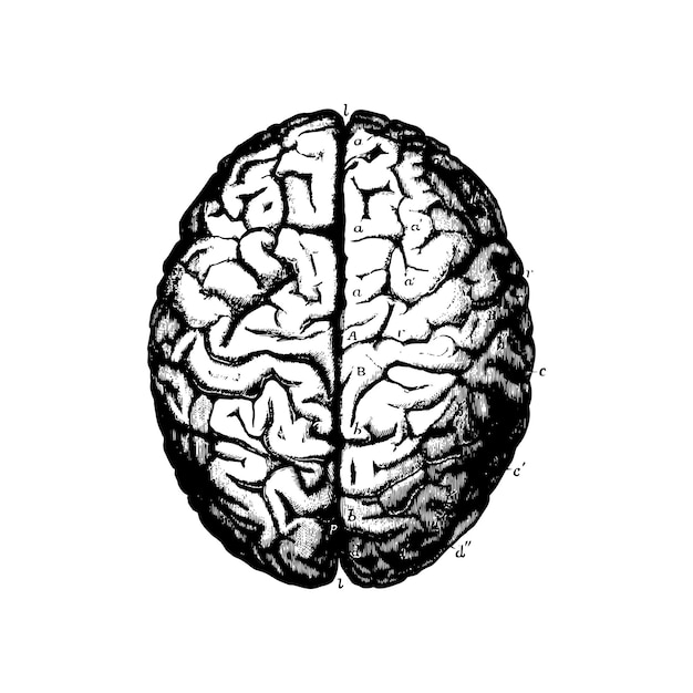 Anatomy sketch of the human brain, vector illustration on white background