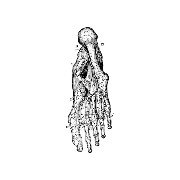 Anatomy sketch of the human foot, vector illustration on white background