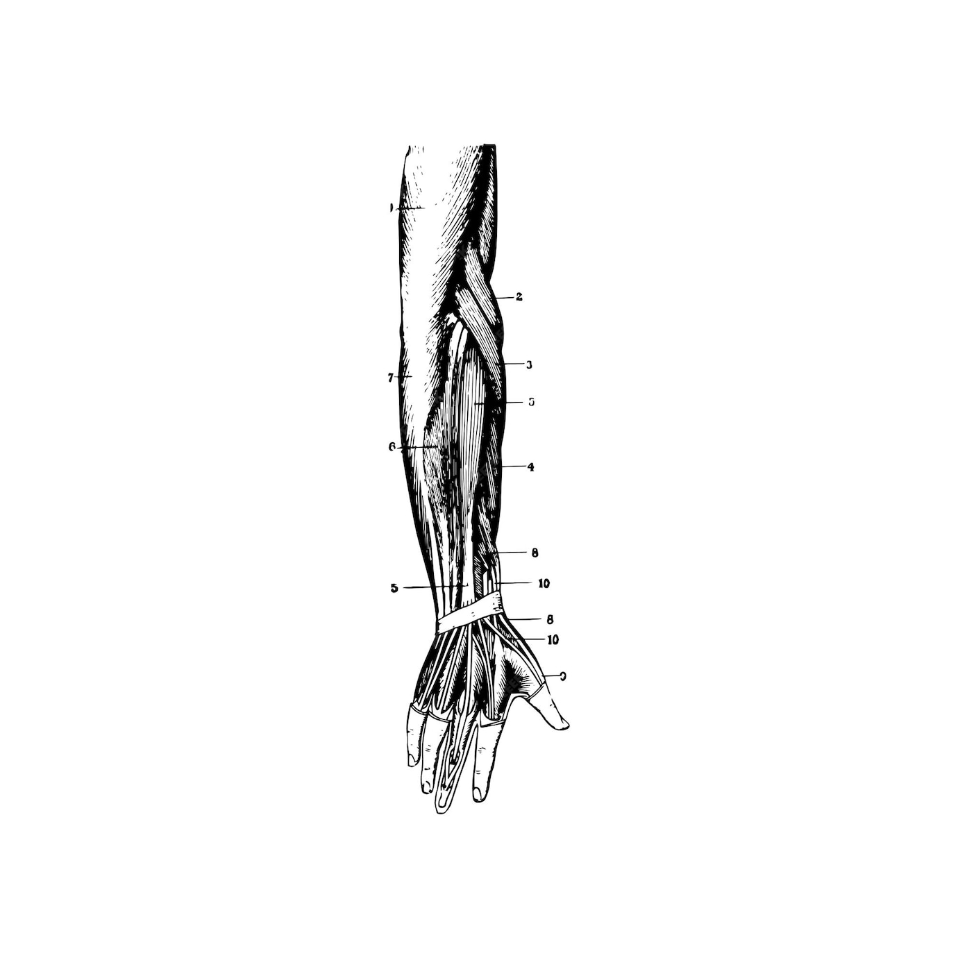Premium Vector | Anatomy sketch of the human hand, vector illustration