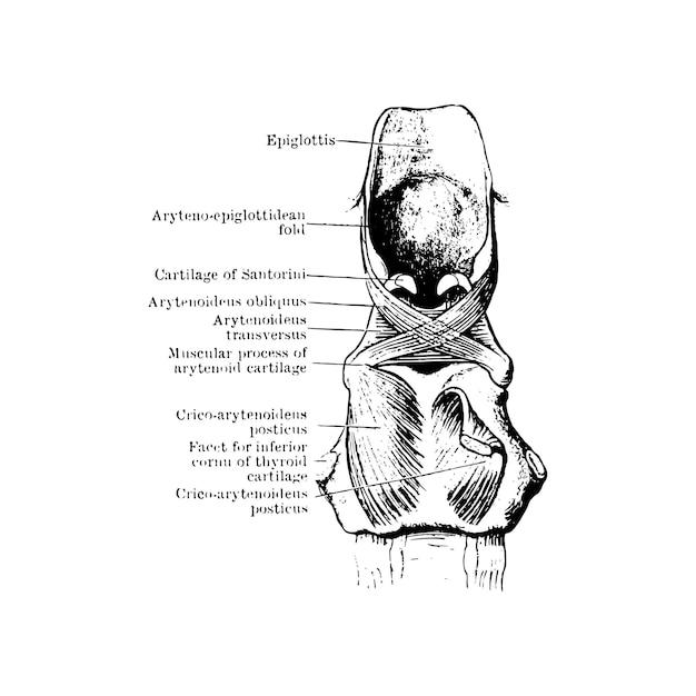 Anatomy sketch of the human larynx muscle, vector illustration on white background