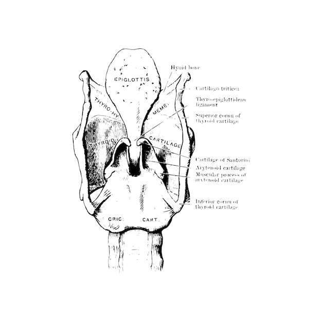 Vector anatomy sketch of the human larynx, vector illustration on white background