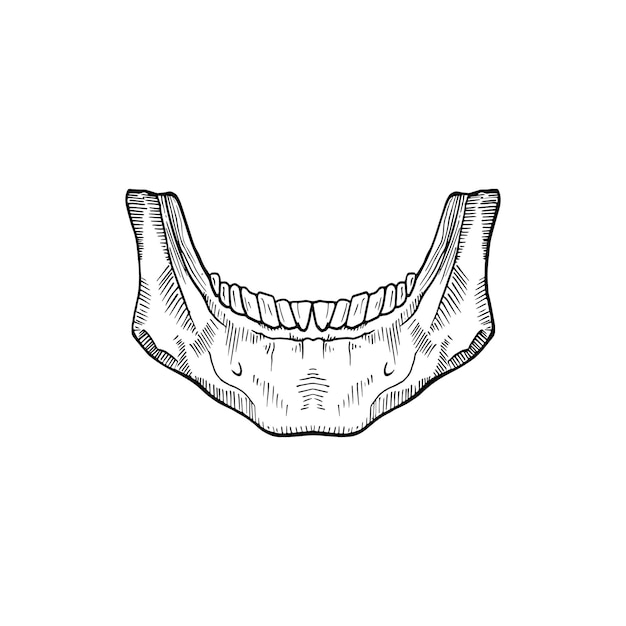 Вектор Анатомический эскиз нижней челюсти человека, векторная иллюстрация на белом фоне