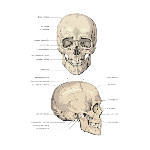 Vettore anatomia del cranio