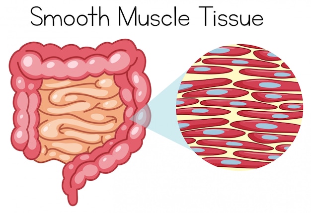 Anatomy of smooth muscle tissue