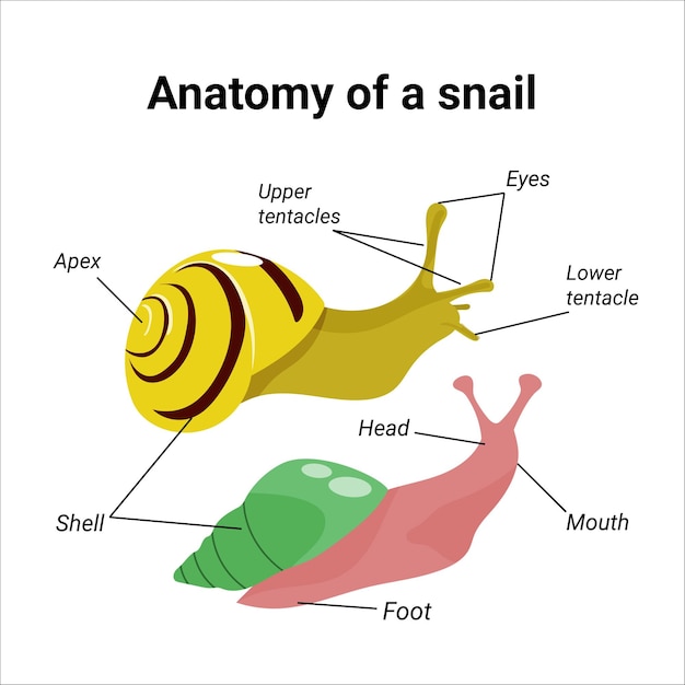 Anatomia di una lumaca illustrazione disegnata a mano di due lumache da giardino achatina manuale di istruzioni del vettore