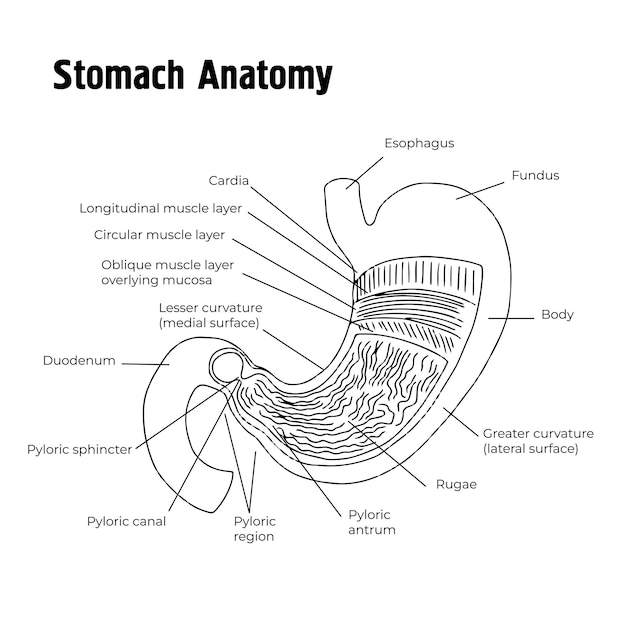 Anatomia dello stomaco il sistema digestivodisegno vettoriale