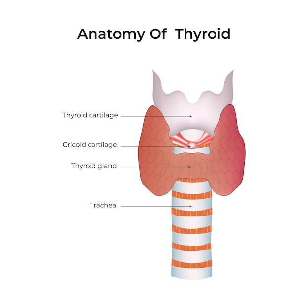 anatomy of thyroid design vector illustration