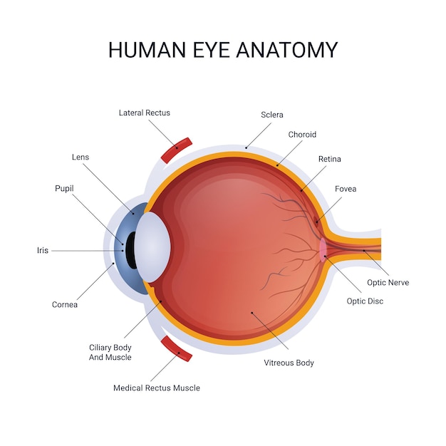 Vettore anatomia illustrazione vettoriale della struttura dell'occhio umano