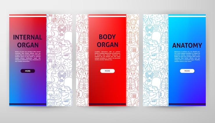 Vector anatomy web design