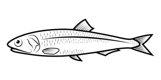 Anchovies engraved drawing vector illustration