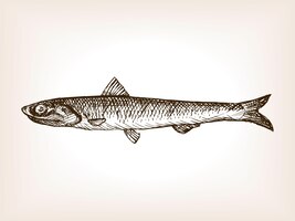 Anchovy fish sketch style vector illustration