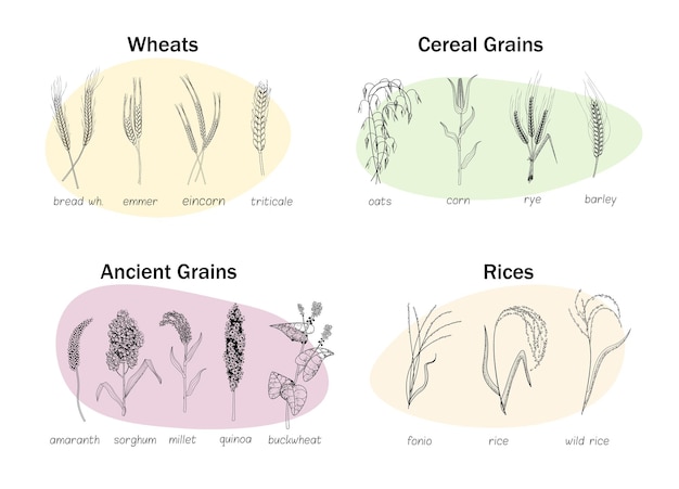 Mini set di grani antichi e cereali, spiga di grano, riso tipo riso. raccolto agricolo di colture agricole con nome. piantina di crescita diversa e gambo di germoglio, illustrazione vettoriale di piante da fattoria stilizzate