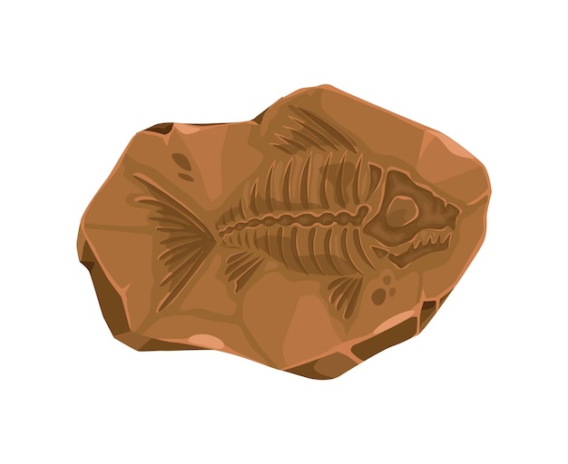 Vector ancient fish fossil imprint in stone prehistoric aquatic animal bones extinct carnivorous fish skeleton paleontology science museum stone imprint isolated vector fossil