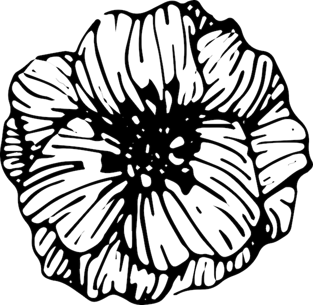 Anemone flowers drawing illustration vector and clipart