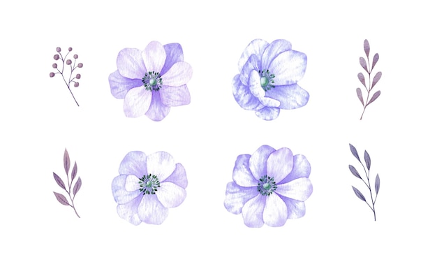 Vector anemone flowers watercolor set graphic elements for wedding invitations greeting cards and other d