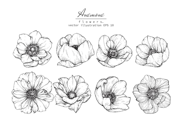 Anemone Leaf en bloemtekeningen