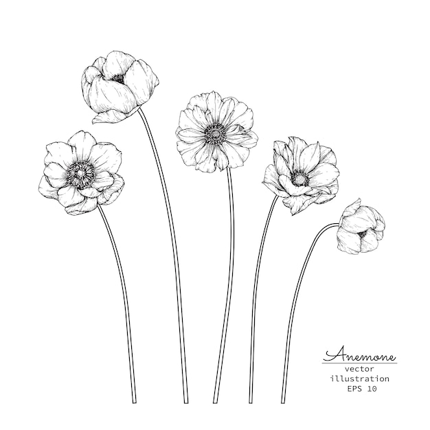 Anemone Leaf and flower drawings