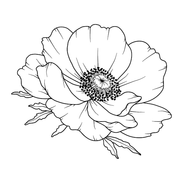 Premium Vector | Anemone line drawing black and white floral bouquets ...