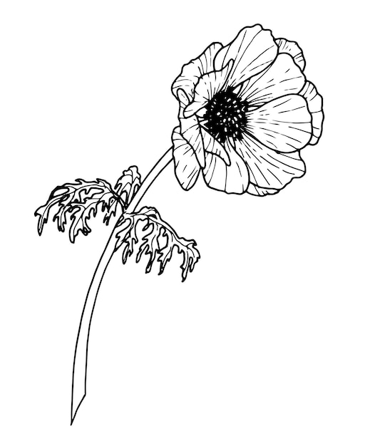 Illustrazione floreale disegnata a mano del fiore di vettore dell'anemone nello stile del profilo dipinto dagli inchiostri neri