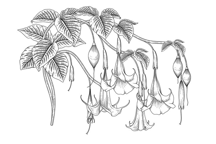 Vector angel's trumpet flower (brugmansia) drawings.