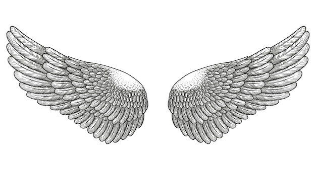 Angel wings, bird wings collection Engraving hand drawn vector illustration sketch