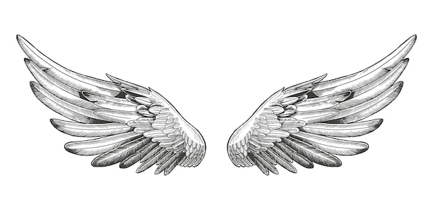 Angel wings, bird wings collection Engraving hand drawn vector illustration sketch