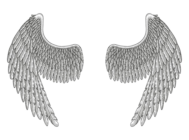 Vettore ali d'angelo, illustrazione dell'annata di vettore disegnato a mano della raccolta delle ali dell'uccello