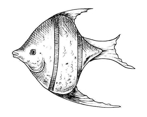 Vettore illustrazione vettoriale di pesce angelo illustrazione disegnata a mano di pesce in stile contorno dipinto da inchiostri neri su sfondo bianco isolato linea arte di animale sottomarino per icona o logo incisione