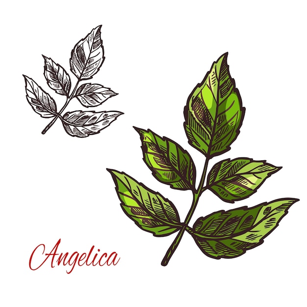 Vector angelica spice herb vector sketch plant icon