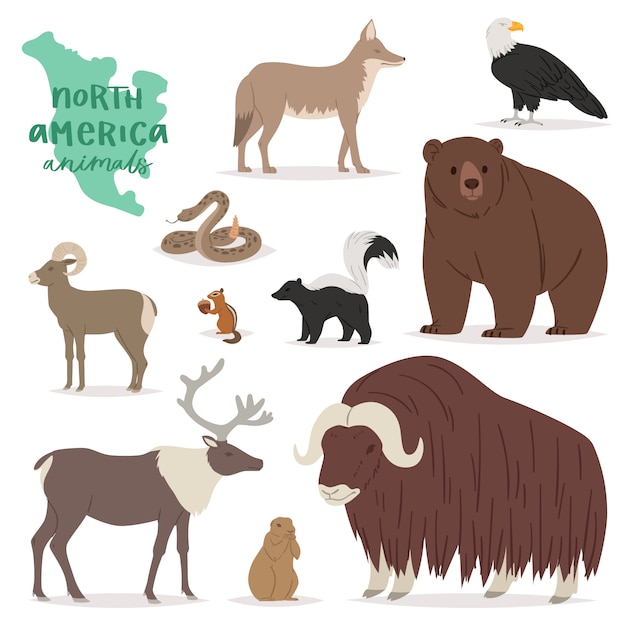 Animal  animalistic character in forest bear deer elk in America wildlife illustration set of American predator mountain goat isolated on white background