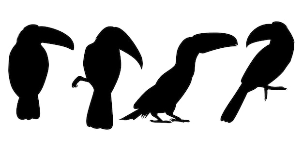 Vector animal bird toucan silhouettes vector illustration