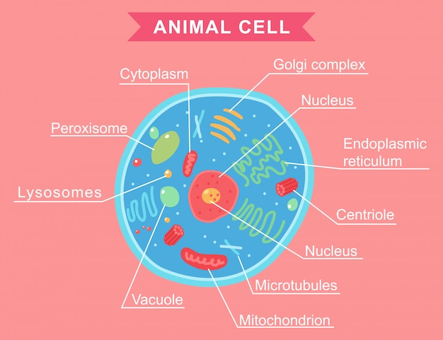 Vector animal cell anatomy cartoon illustration isolated on.