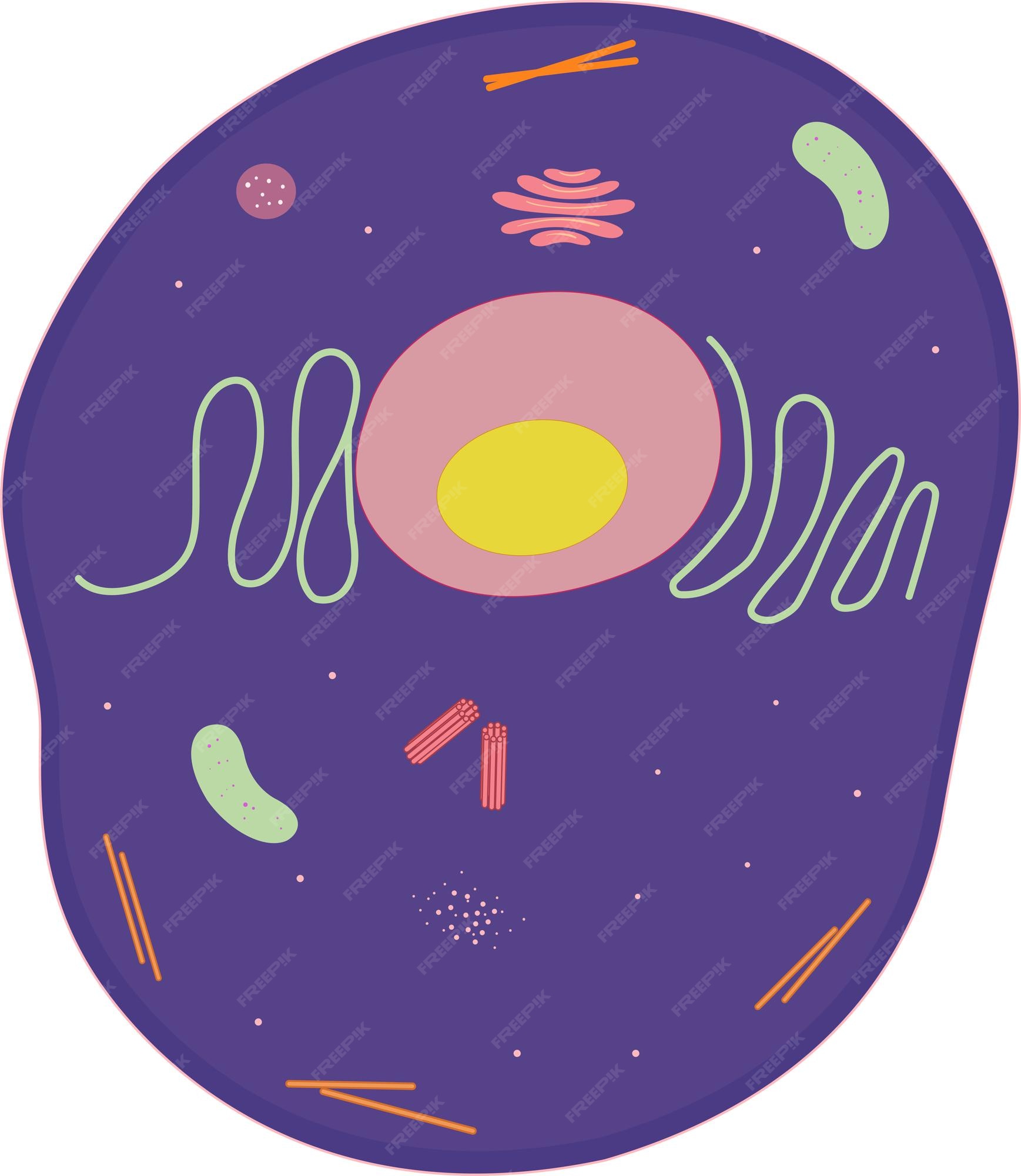 Premium Vector | Animal cell Premium Vector | Animal cell