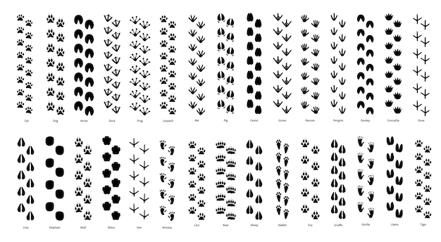 動物の足跡野生動物の足跡の黒いシルエットトラやワニの猿とオオカミの踏み跡狩猟者や動物学者のための教育コレクション ベクトル セット