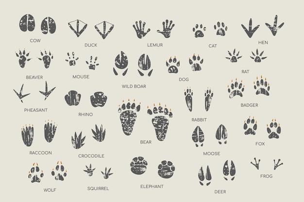 Animal footprint guide collection Hand drawn vector illustration